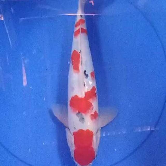 Sanke 35 cm