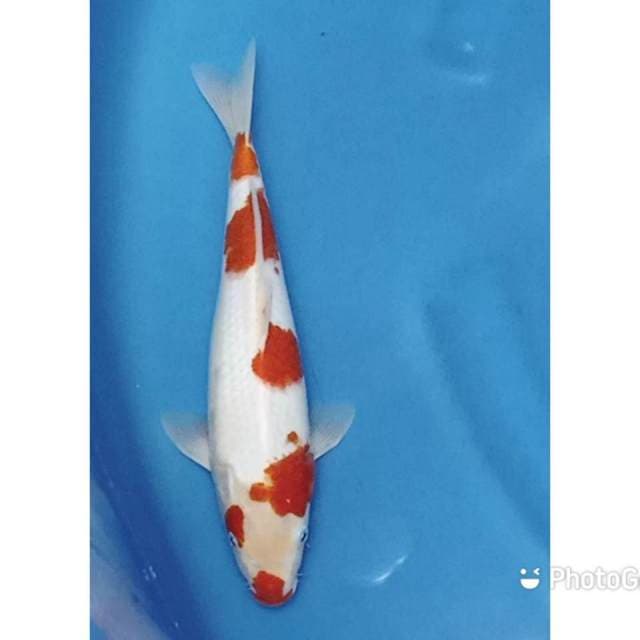 Kohaku 27cm