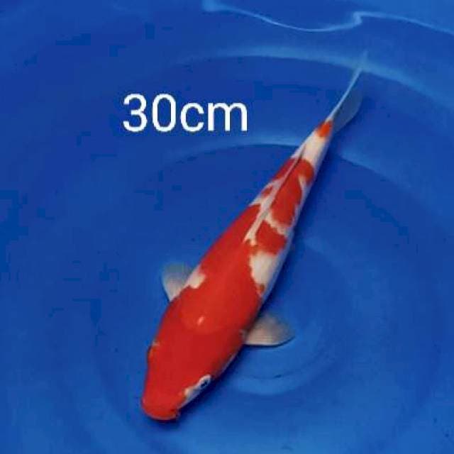 Kohaku 30cm