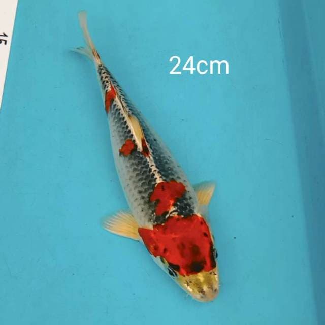 Beni gingga 24cm