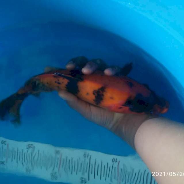 Hi utsuri 25CM