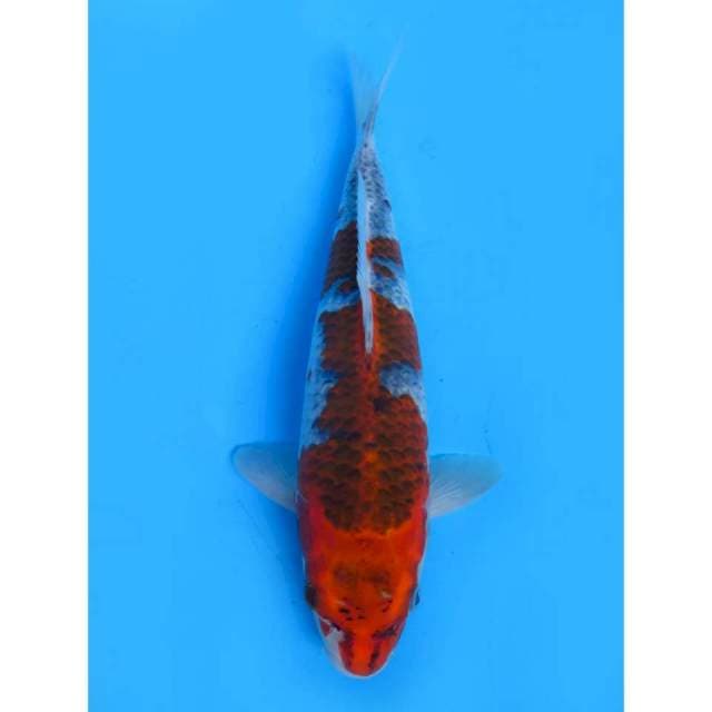 Red Ghosiki - 32cm