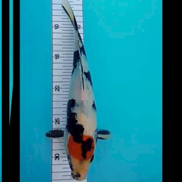 Tanco showa 27 cm