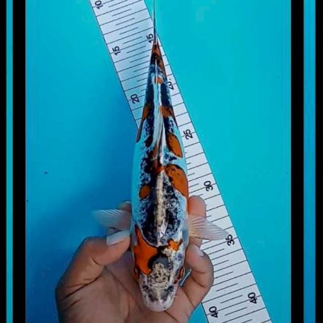 Kikuryu 26 cm