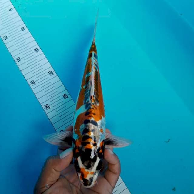 Kikuryu 27 cm