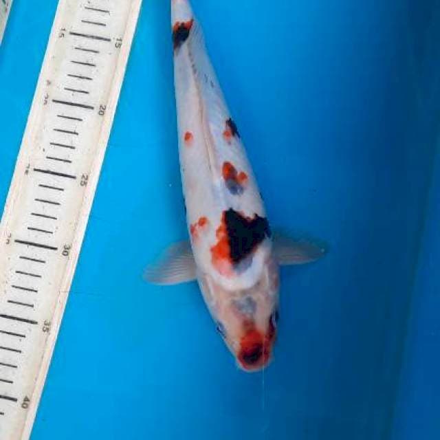 Kindai showa 31cm