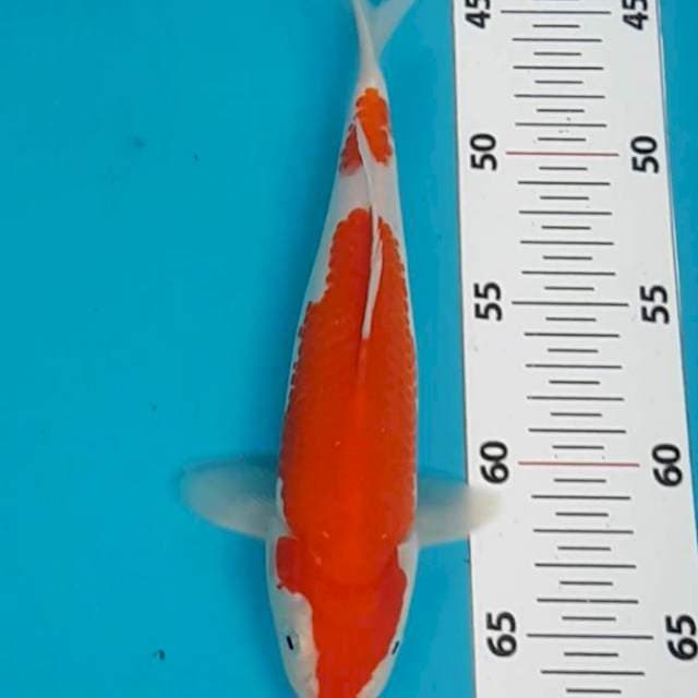 HQ KOHAKU 23 CM