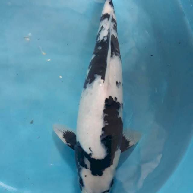 Shiro calon Jumbo, 40cm, Jantan