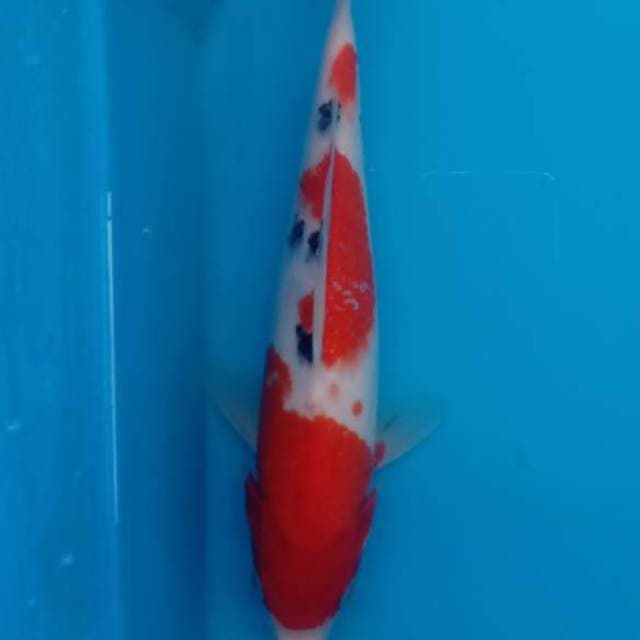 Sanke 3 step 27cm