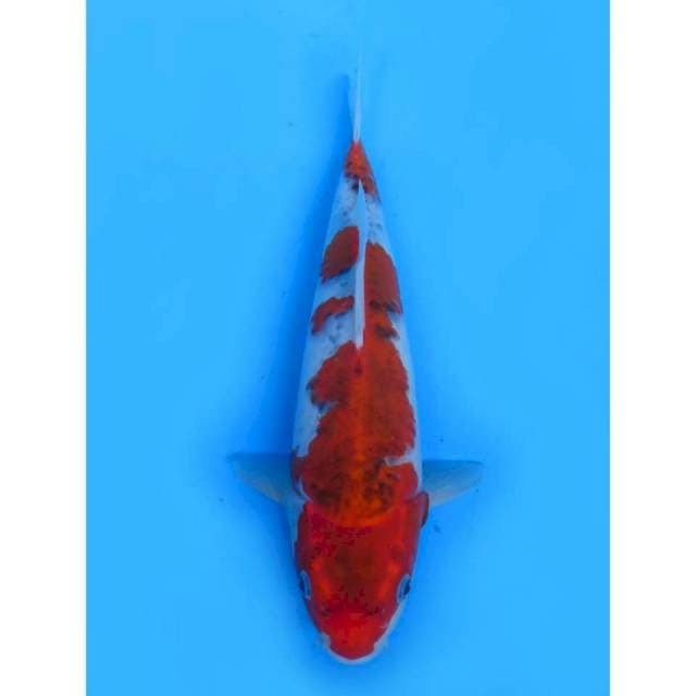 Red Ghosiki - 32cm