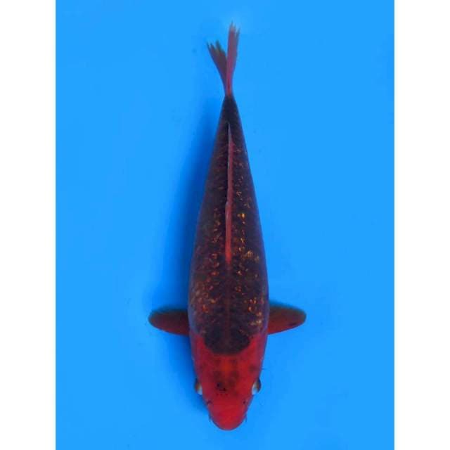 Aka Matsuba - 28cm