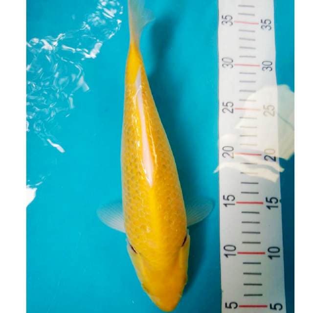 Karashi Bulky Ginrin Punuk 29cm
