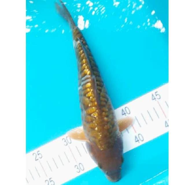 Chagoi Ginrin 29cm