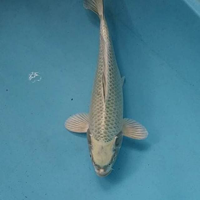 MUKASHI 32cm