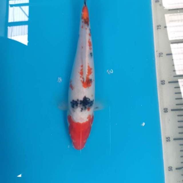 Sanke 30cm