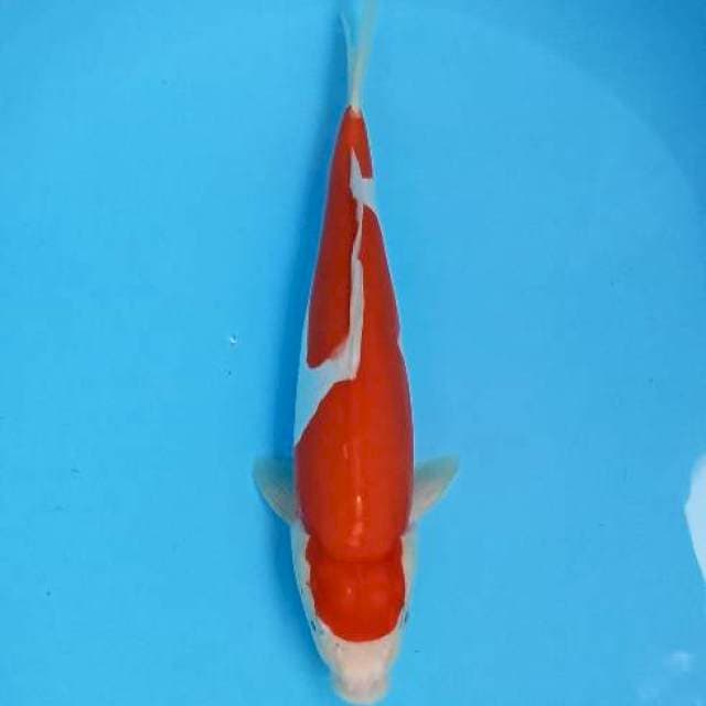 KOHAKU DOIT MURNI ORIGINAL