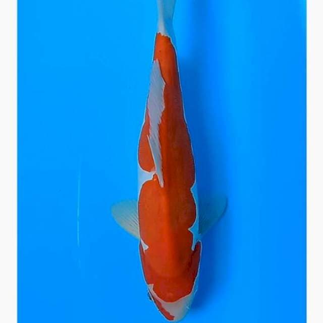 Kohaku doitshu