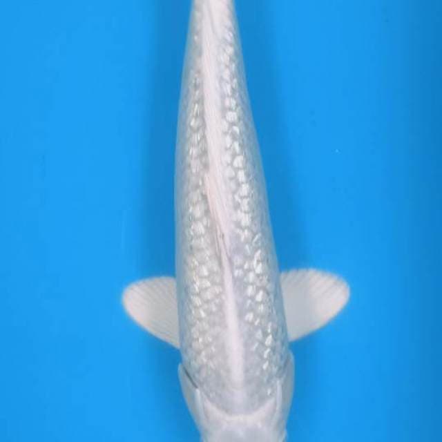Platinum Ginrin 33cm