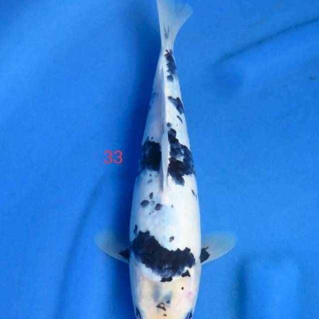 Shiro 33cm