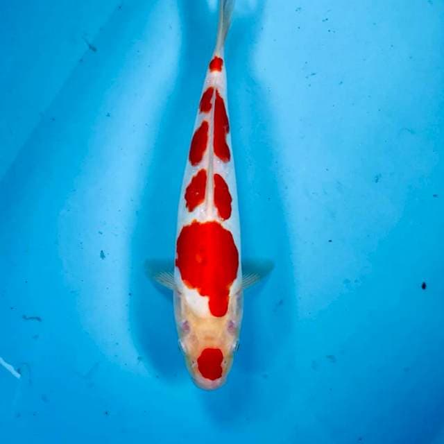Kohaku Doitsu, 28 cm