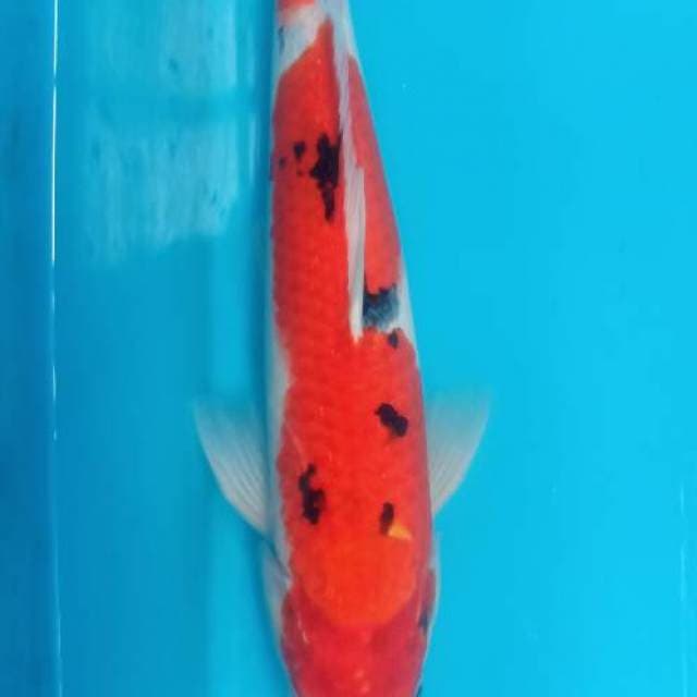 Sanke Merah 38cm