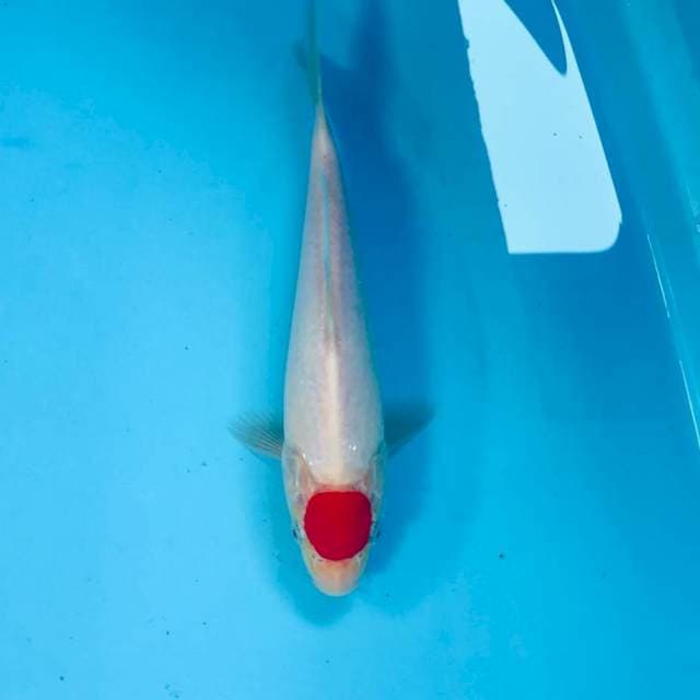 Tancho kohaku, 23 cm