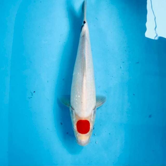 Tancho, 35 cm