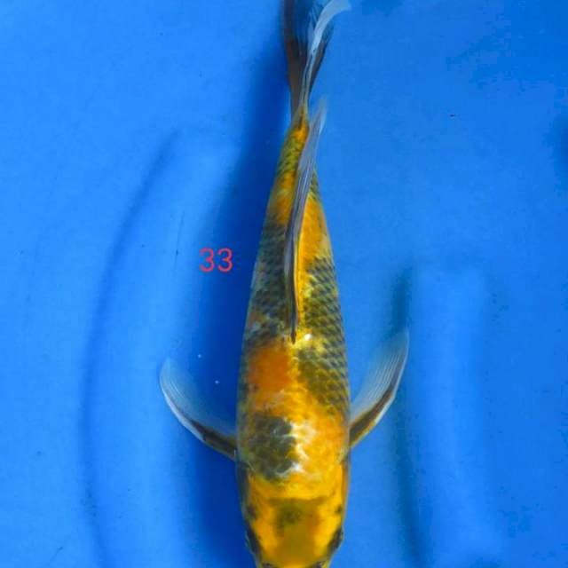 Kumpay 33cm