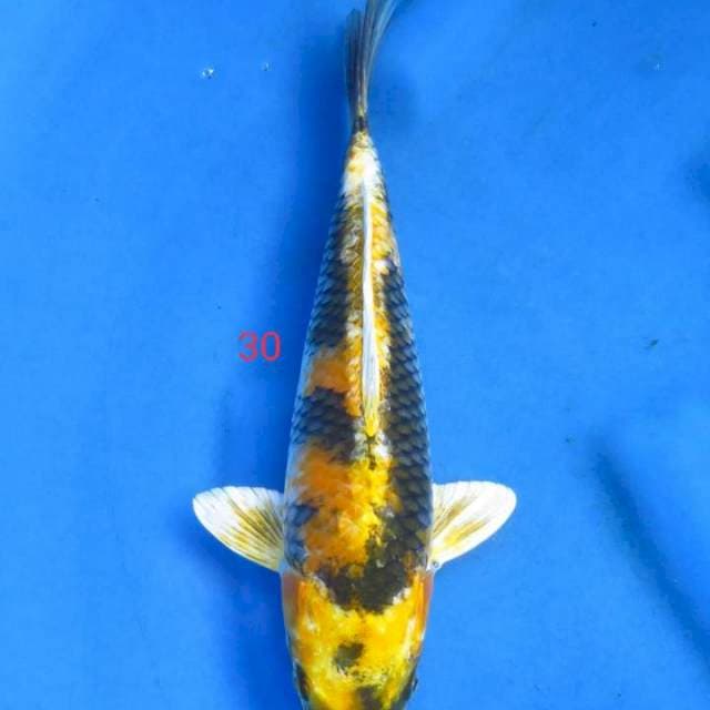 Uniq 30cm