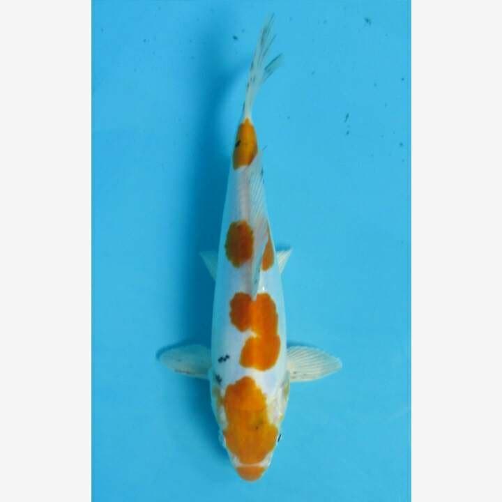 HEISINISIKI