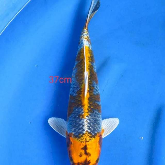Ginga 37cm
