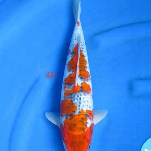 Goshiki 40cm