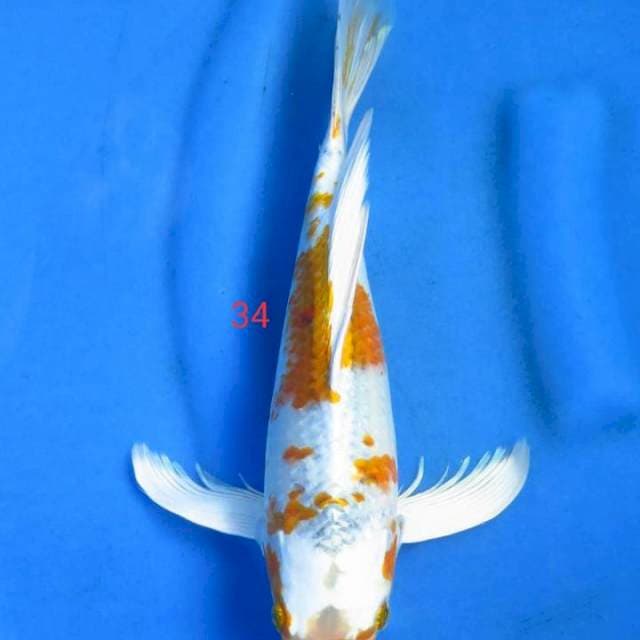 Uniq 34cm