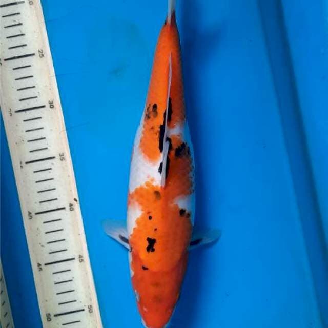 Showa 33cm