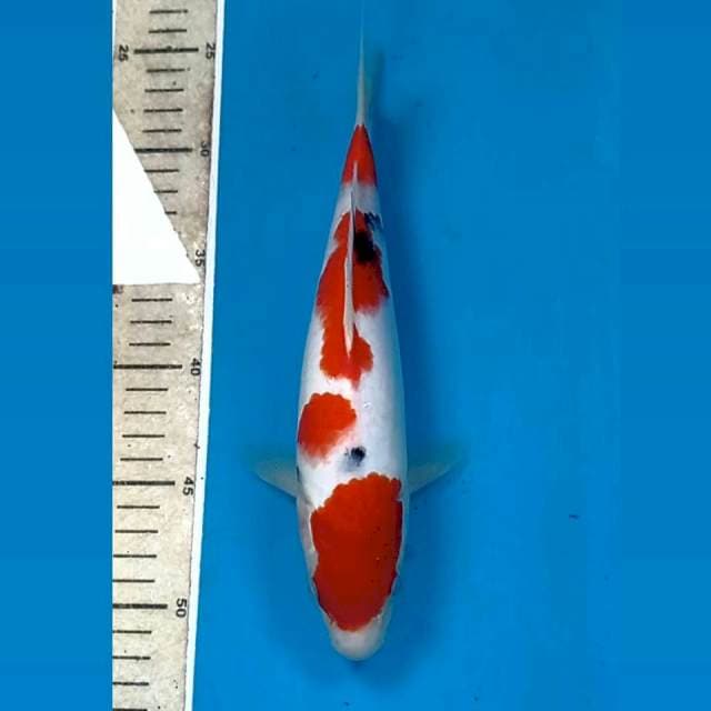 Sanke, 26 cm