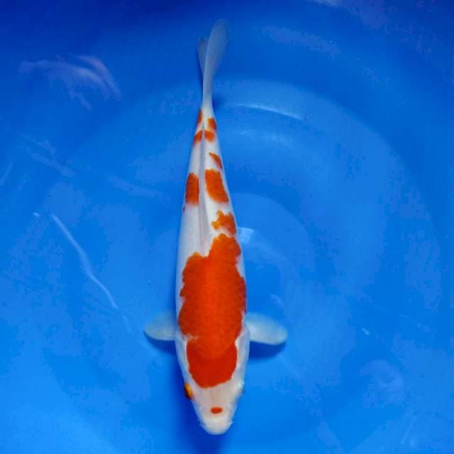 Kohaku 30cm