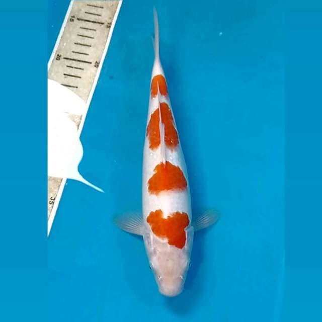 Kohaku, 27 cm