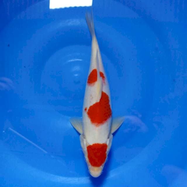 Kohaku 27cm