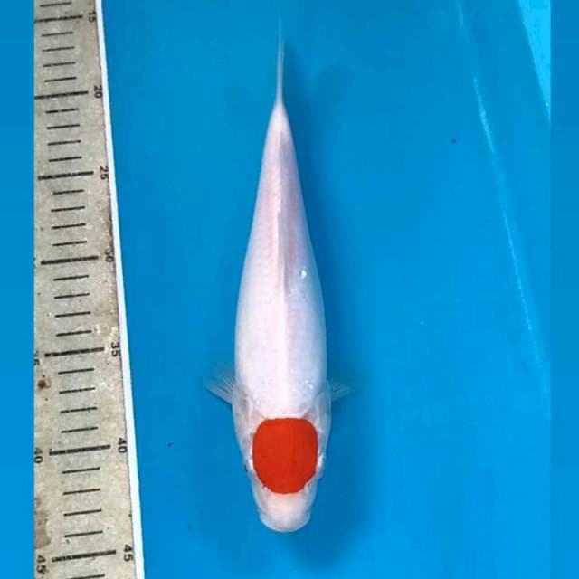 Tancho kohaku, 27 cm