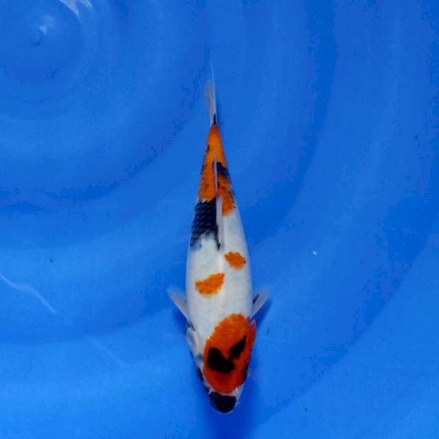 Showa 24cm