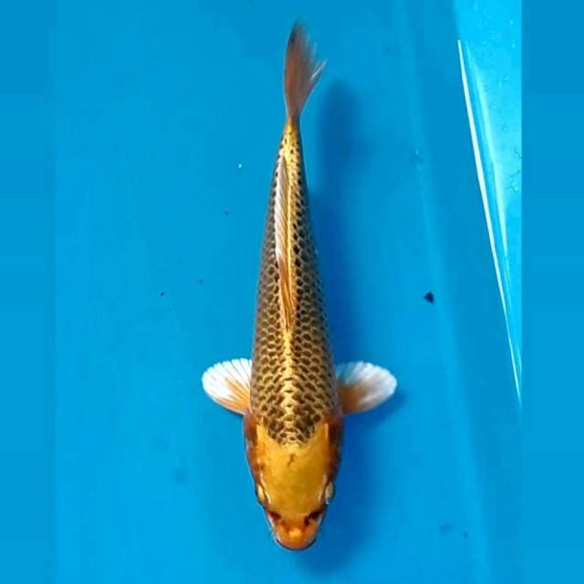 Kin matsuba, 22 cm