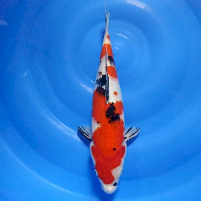 Sanke 33cm