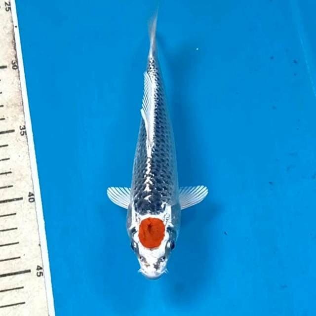 Tancho kujaku, 18 cm