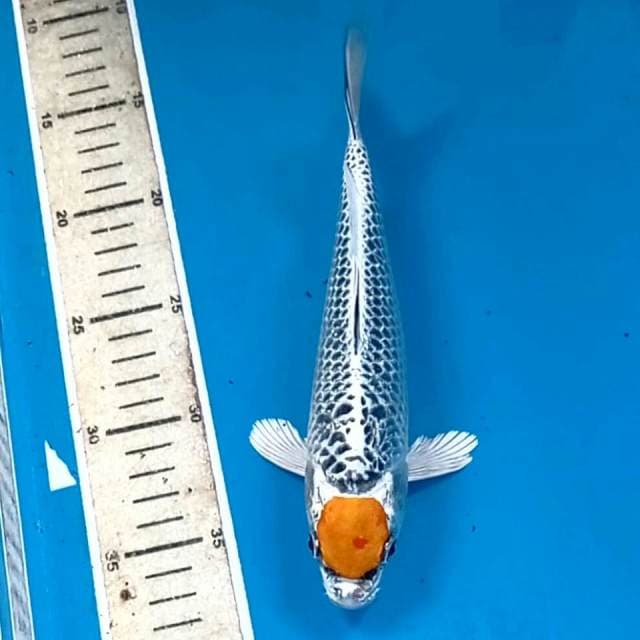 Tancho kujaku, 23 cm