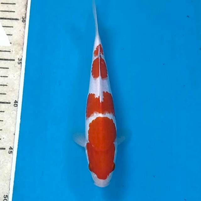 Kohaku, 20 cm