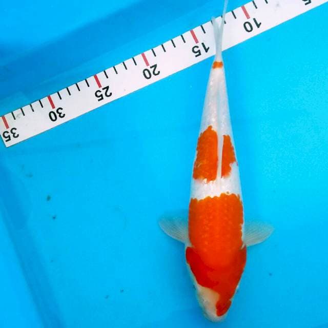 Kohaku ginrin/26cm