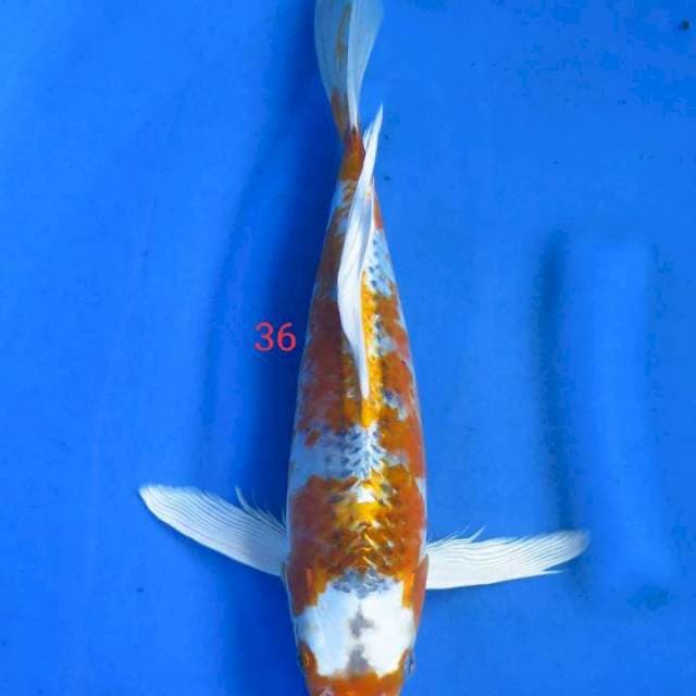 Tancho metalik 36cm