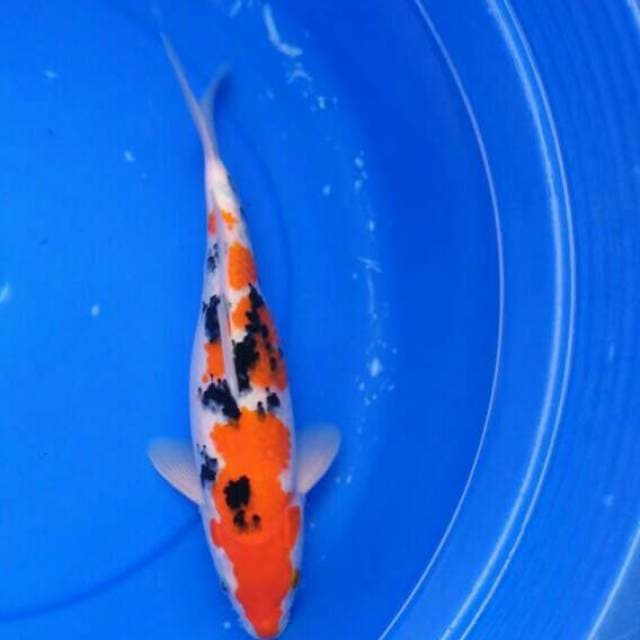 Sanke 36cm
