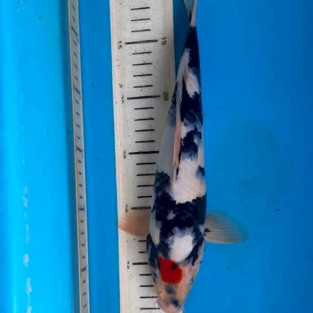Tancho showa 29cm
