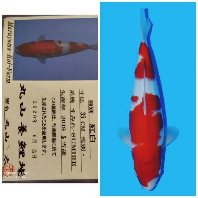 Maruyama kohaku